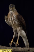 鳳頭蒼鷹藏品圖，第6張